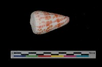 藏品(紅磚芋螺)的圖片